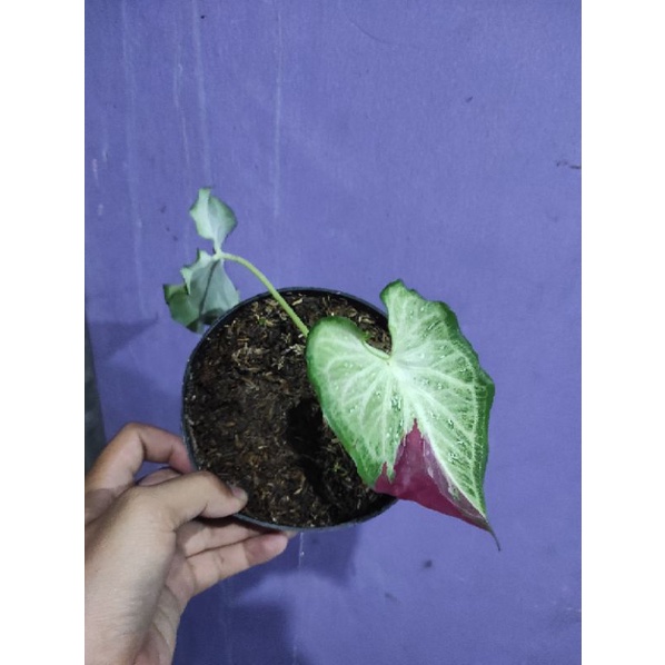 Keladi Cat Tumpah Shycool