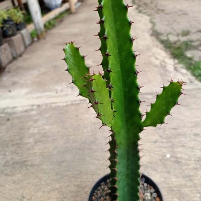 euphorbia ingens KAKTUS SUKULEN|TANAMAN HIAS