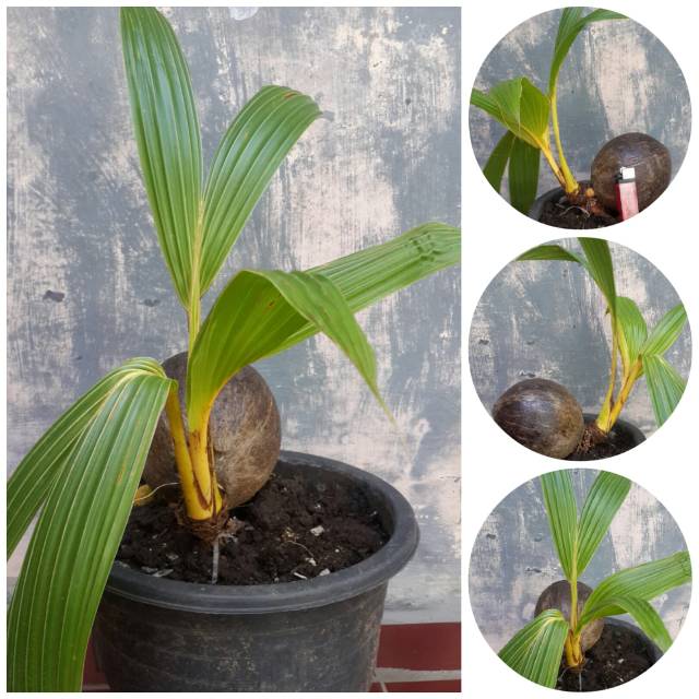 Bonsai kelapa gading kuning