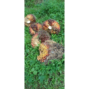 

buah kelapa sawit 500 gram buah masih fres dan segar