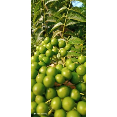 

100 buah pohon kari/salam koja