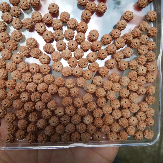 MANIK MANIK JENITRI KECIL