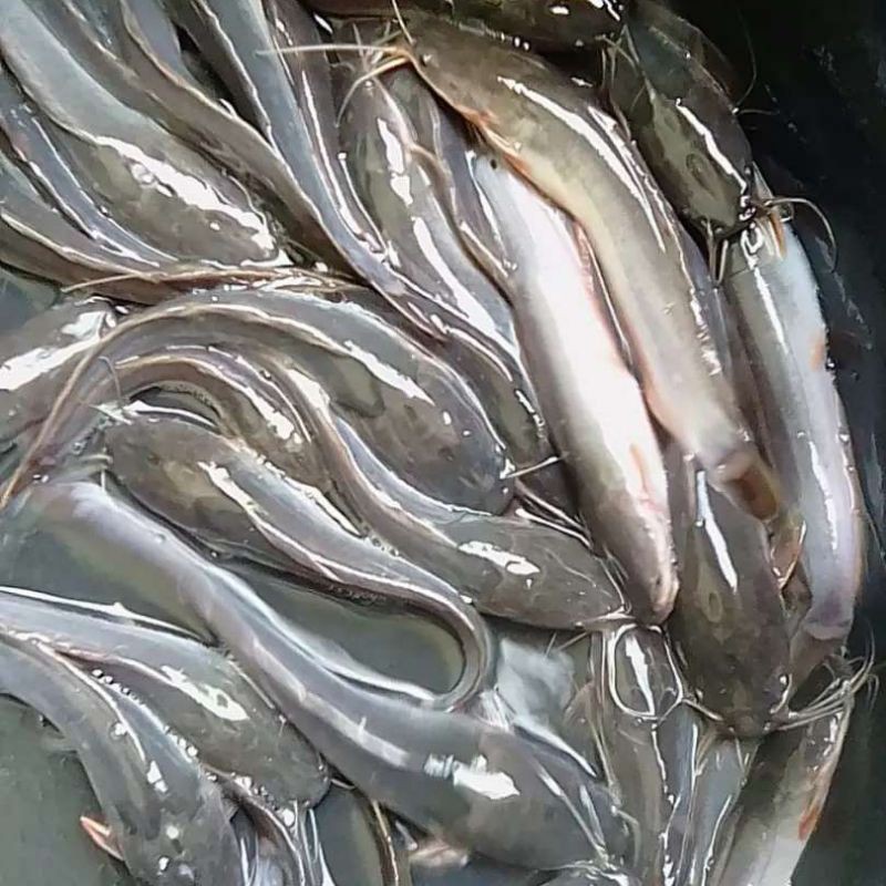 

ikan lele hidup/ikan fresh 1 kg