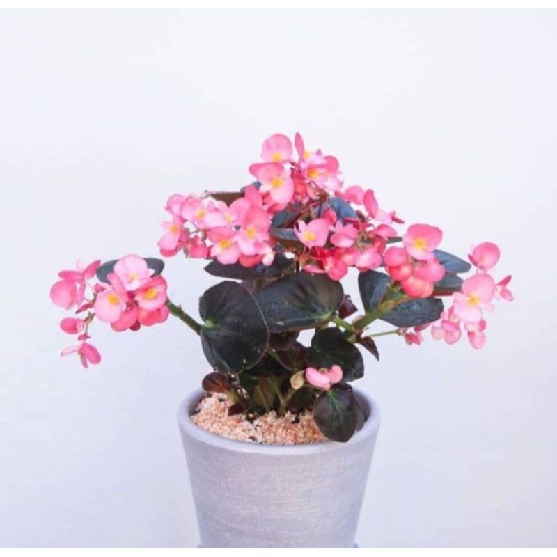 Begonia Mawar