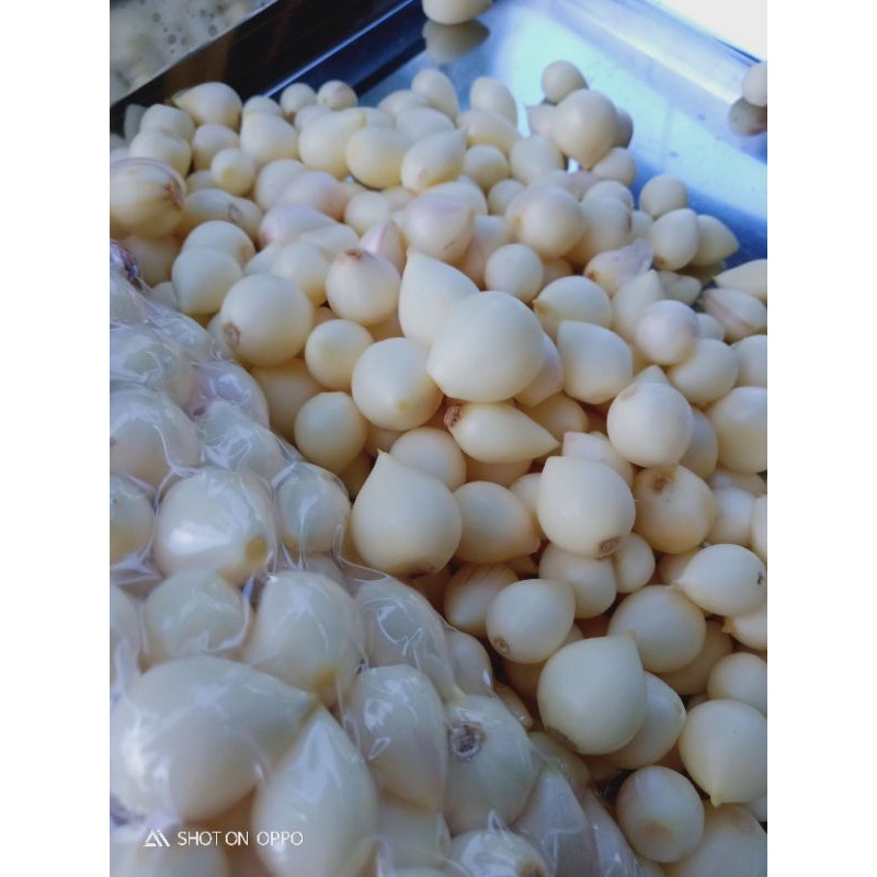 

Bawang putih tunggal lokal KUPAS