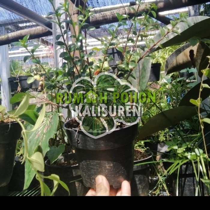 TANAMAN HIAS GANTUNG LIPSTIK BUNGA ORANGE