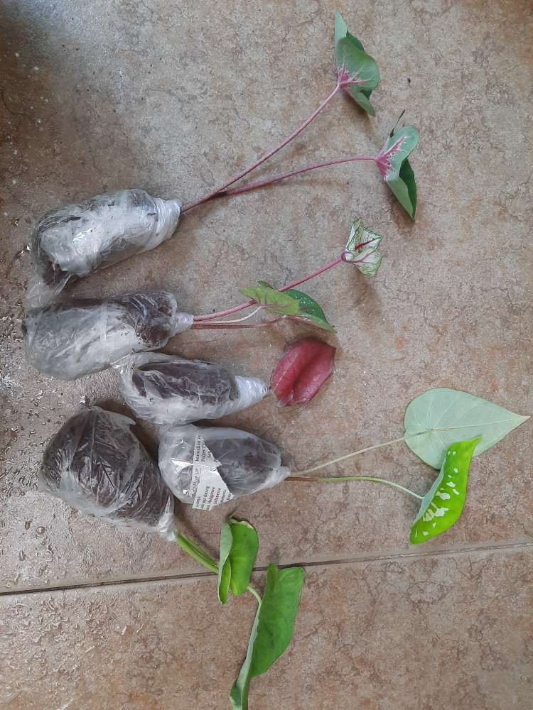 Keladi Tikus Variegata (mickey Mouse)