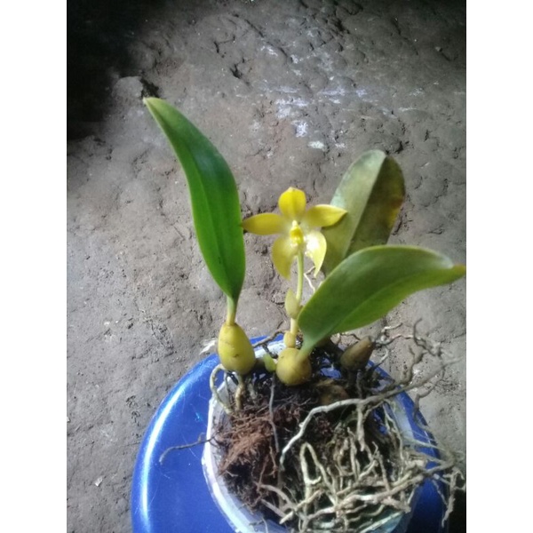 anggrek bulbo bunga  besar & wangi