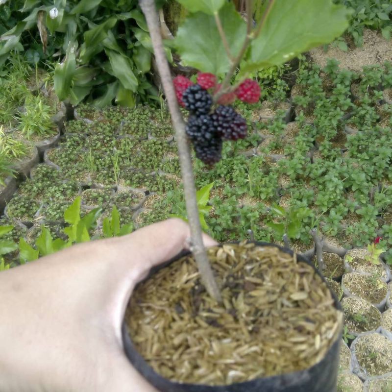 

murbei/mulberry