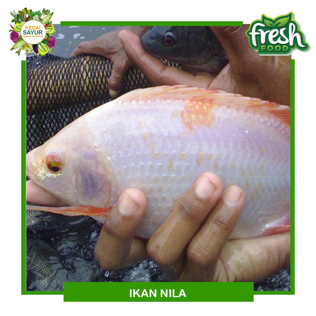 

PRODUK- IKAN NILA SEGAR GRATIS POTONG - GERAI SAYUR IKAN SEGAR DEPOK .