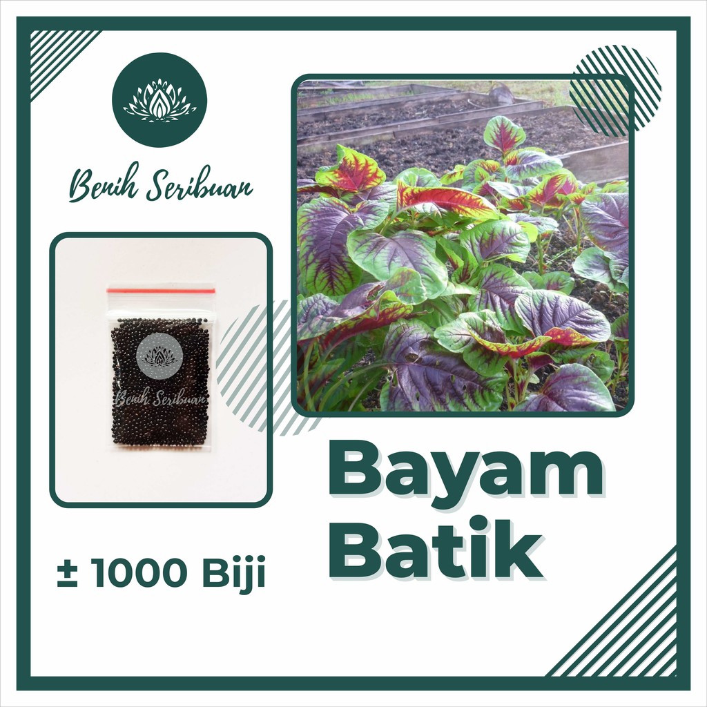 2000 Benih Bibit Bayam Batik Belang Sayuran Loreng Unggul - Bibit Tanaman Sayur Seribuan Berkualitas