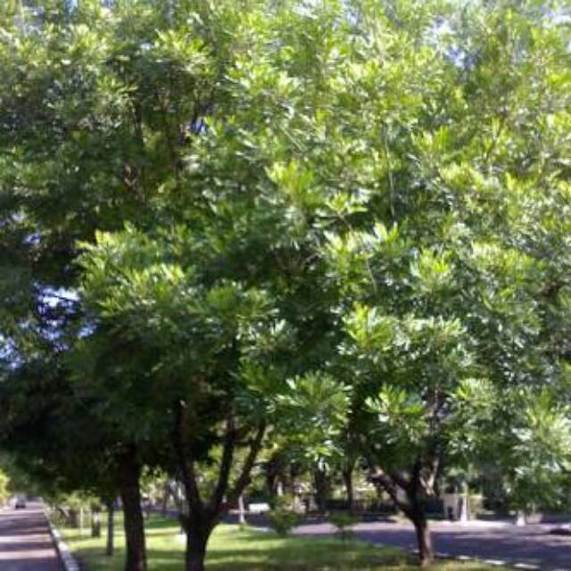 Tanaman Kiara Payung