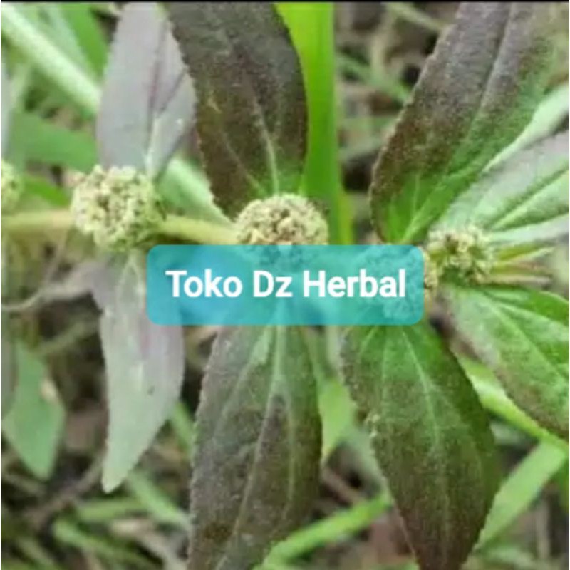 

Daun patikan kebo 250 gram segar-az