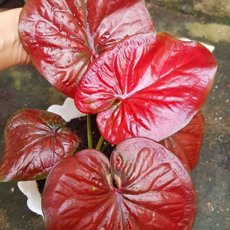 Caladium Red Hot/ bunga keladi / tanaman hias keladi murah / tanaman keladi hidup / caladium thailan
