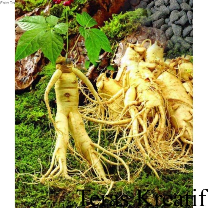 Bibit Ginseng Merah Korea#Panax Ginseng Korea ; Tanaman & Bunga Terlengkap