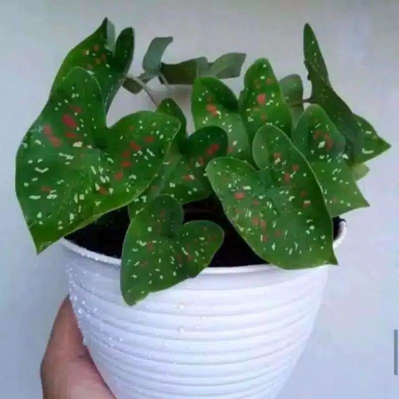 keladi bintik merah putih tanaman hias daun talas