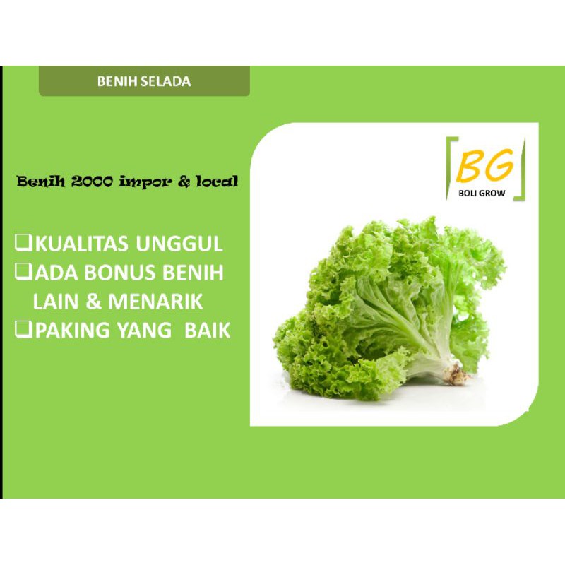 Benih 2000 Selada Benih Selada Hibrida