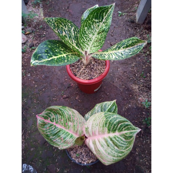 paket aglonema asri dan tiara putih