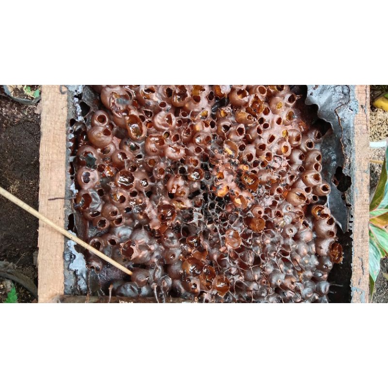 

Madu klenceng Itama /madu galo Galo isi 1kg