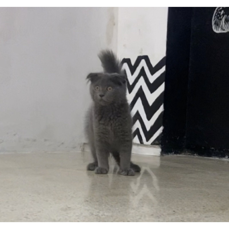 KUCING KITTEN SCOTTISH FOLD