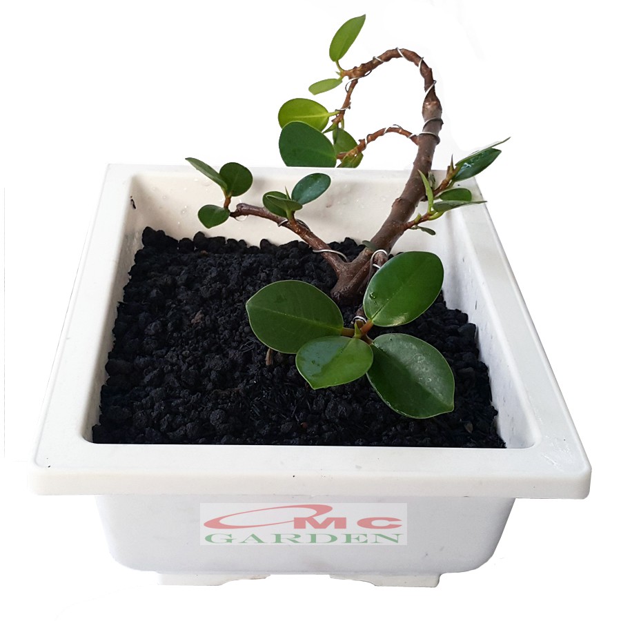 Tanaman Hias Pohon Bonsai Mame Beringin Korea Mini Dolar B-BK-001