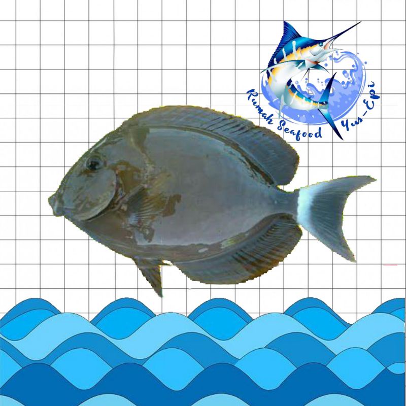 

Ikan Baronang Hitam - rumahseafoodyusepi
