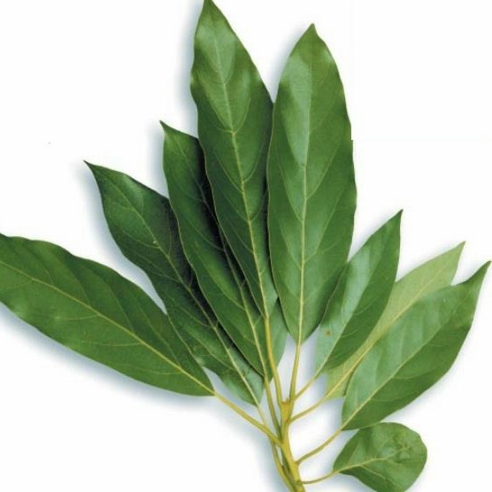 

DAUN ALPUKAT KERING 250 GRAM - Persea Americana - MURNI