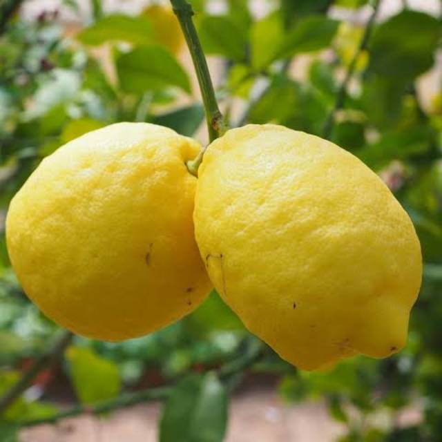 lemon eureka bibit tanaman hias buah