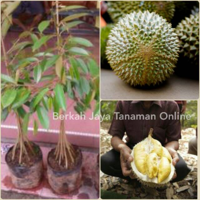 Bibit Durian Musangking Kaki 10