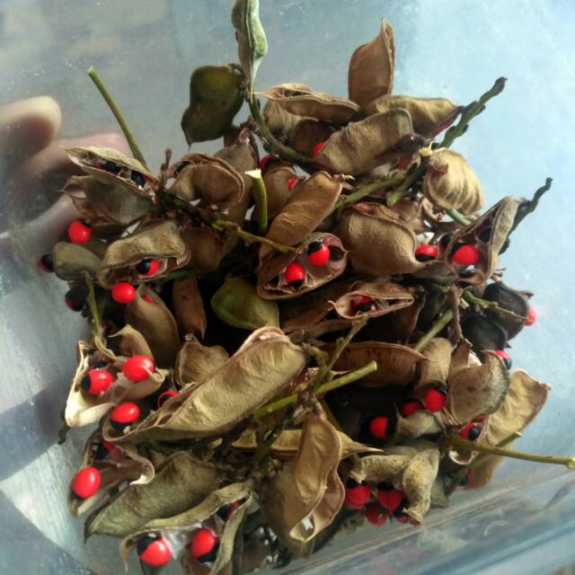 Bibit  daun saga