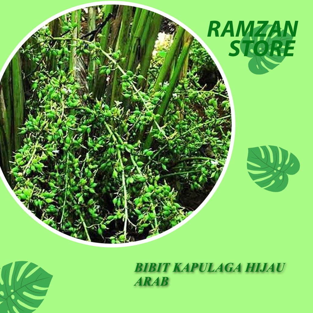 Bibit Kapulaga Hijau Arab India (MARIOS) Asli Original