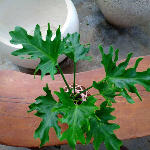 Tanaman Hias Monstera Jari Philodendron Jari Shopee Indonesia