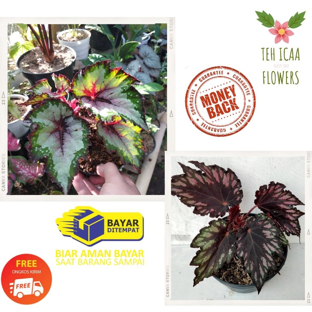 Harga Begonia Tanaman Terbaru Oktober 20   BigGo Indonesia