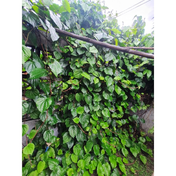 

Daun Sirih Segar