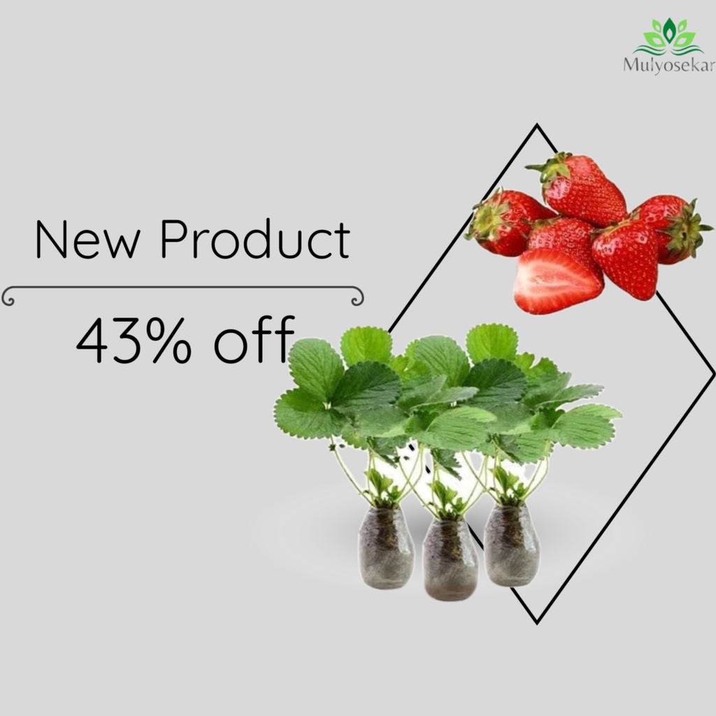 Tanaman Bibit Buah Strawberry Stroberi California (Sudah Berbuah) -  bibit strawberry - California Jumbo Termurah