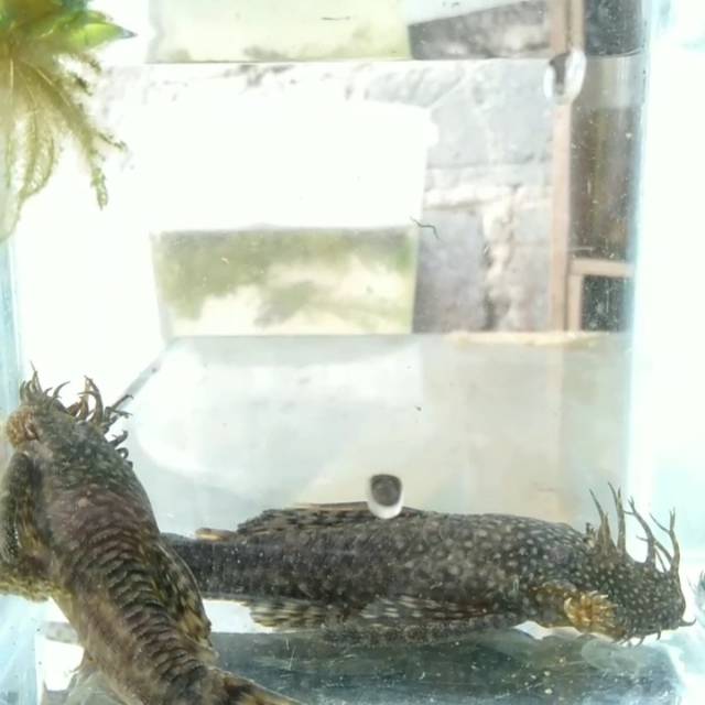 Brushmouth pleco (L114)