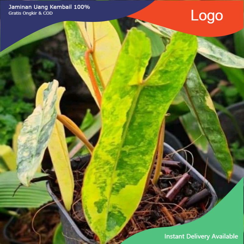 New Bonggol Philodendron Kabel busi Varigata-tanaman hidup-bunga hidup murah-philodendron