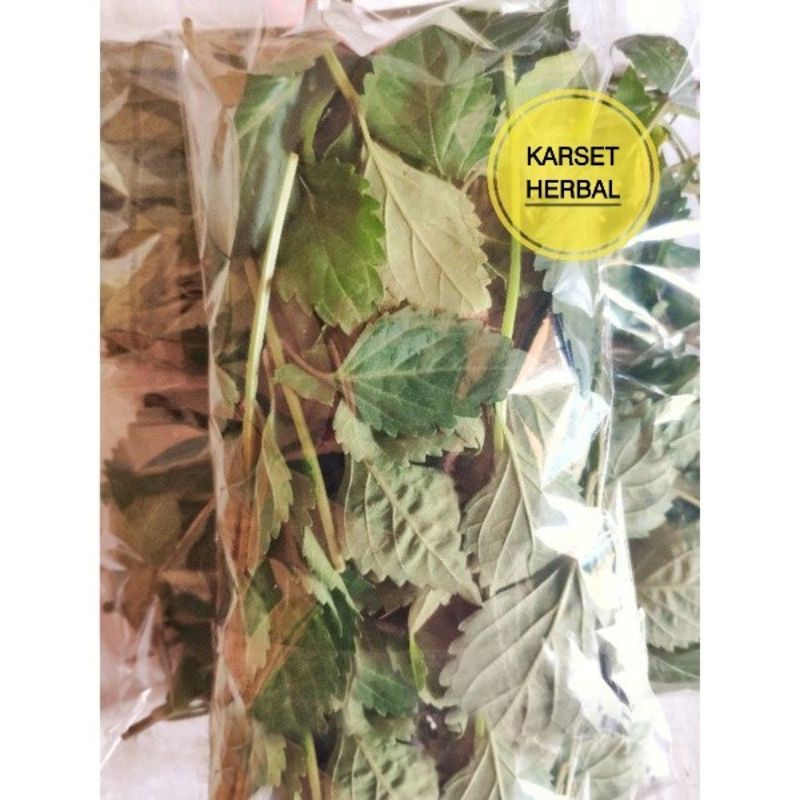 

Daun kumis kucing segar | 50 gram herbal kencing batu prostat ISK