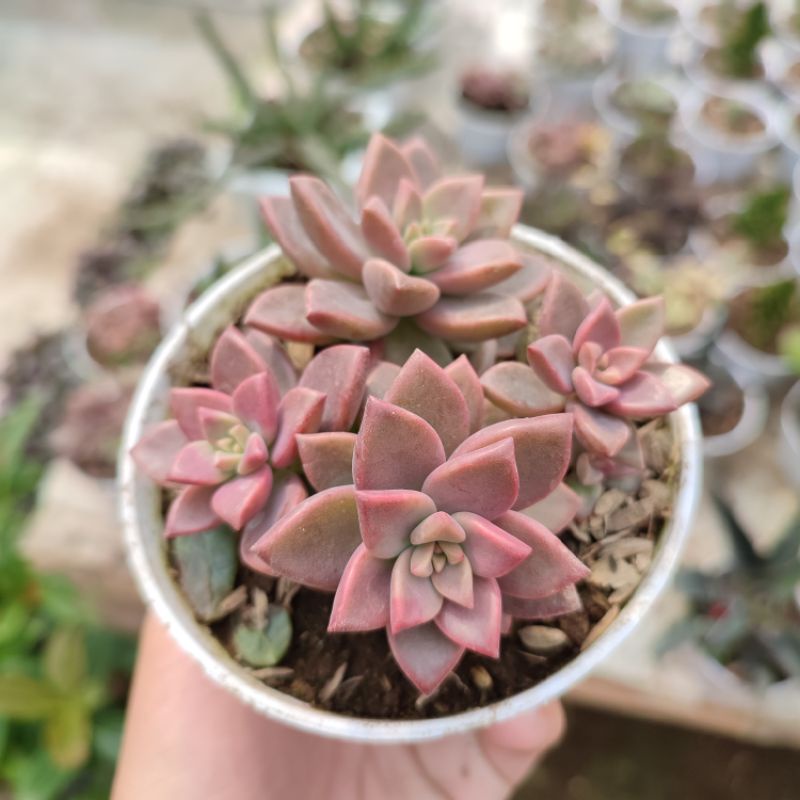 Sukulen Graptosedum Bronze 3-5pcs