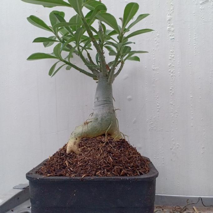 tanaman hias bonsai kamboja 2 / bonsai adenium / adenium / bibit