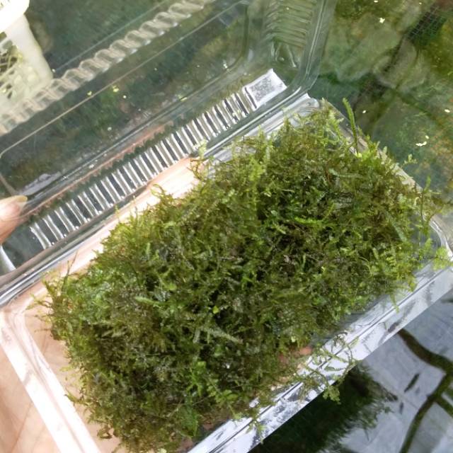 moss java bahan mika aquascape/aquarium low co2
