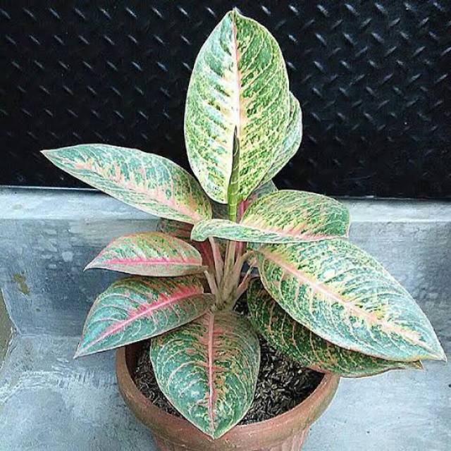 Tanaman Hias Aglonema Harley QuinnReal Pic