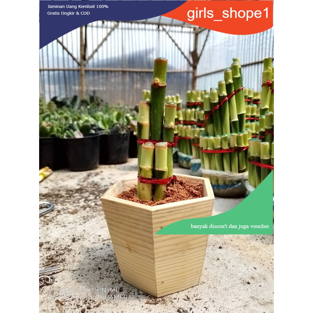bambu hoki 5 batang plus pot kayu