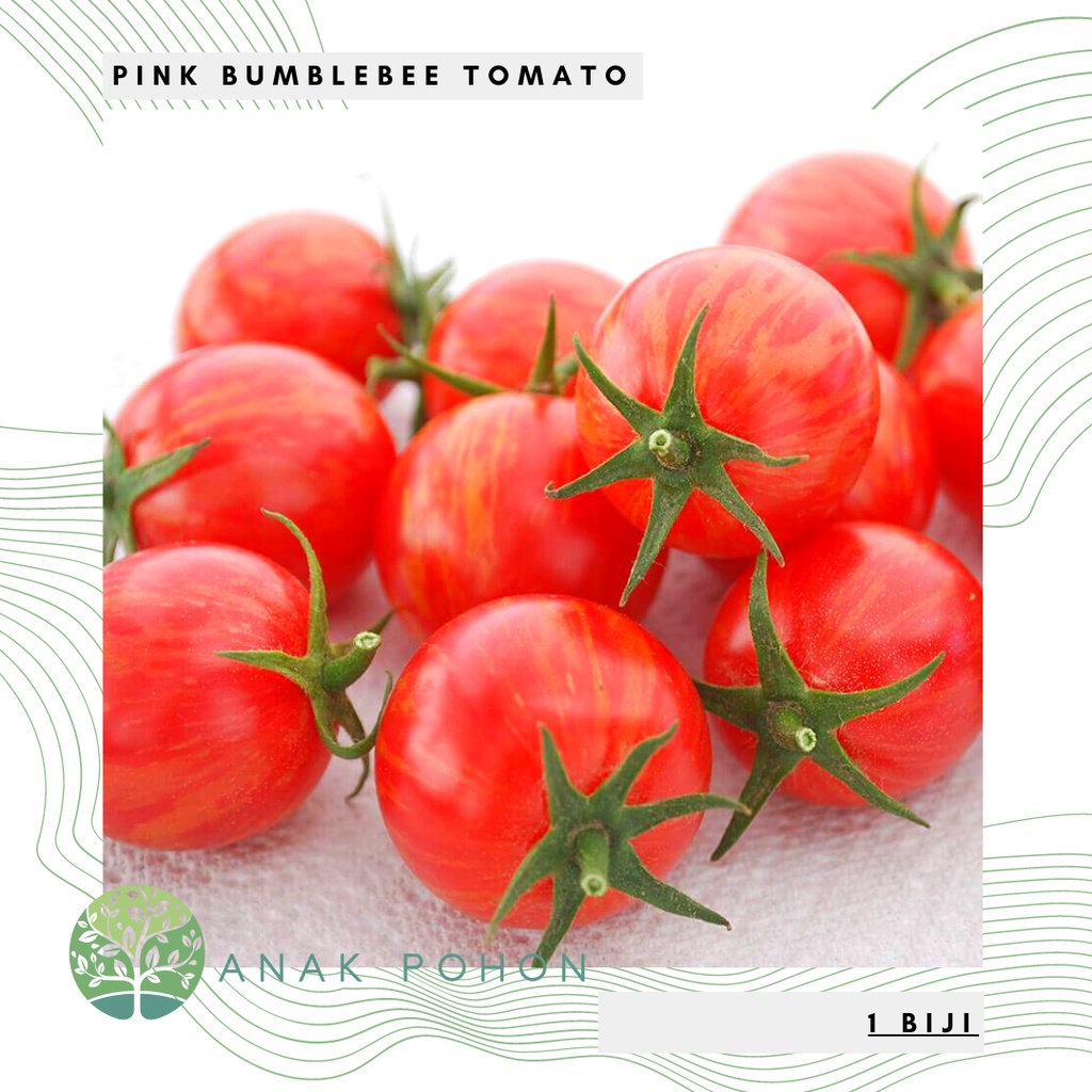 Benih Bibit Biji - Tomat Pink Bumble Bee Artisan Bumblebee Cherry Tomato Seeds - IMPORT