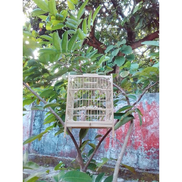 sangkar cungkok kotak burcil