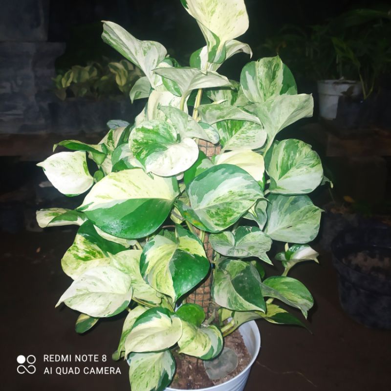 Sirih gading manjula - Sirih gading manjula keong - Sirih manjula ASLI