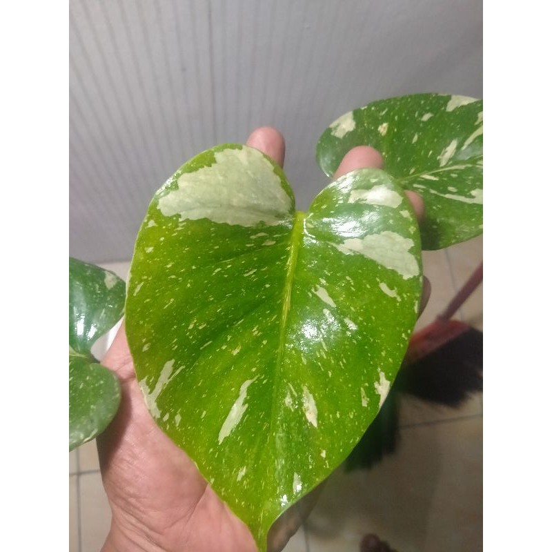 Tanaman monstera Thailand