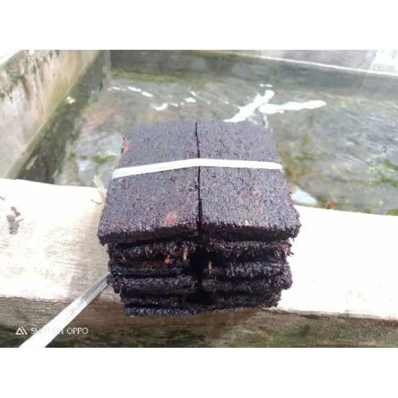 

Lempeng pakis mentah