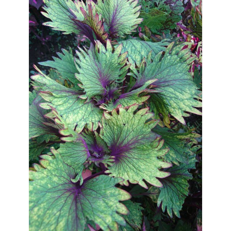 miana / tanaman miana / bunga miana