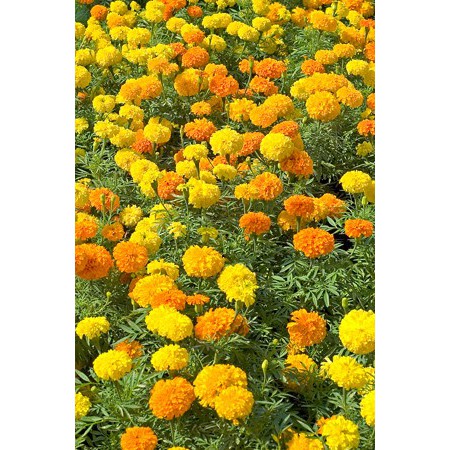 Benih-Bibit Bunga Marigold Cracker Jack Mix (Haira Seed)